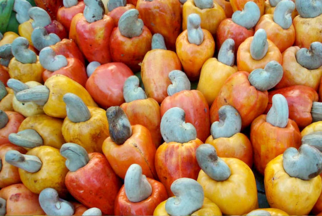 Cashew Trade 2027 Q1
