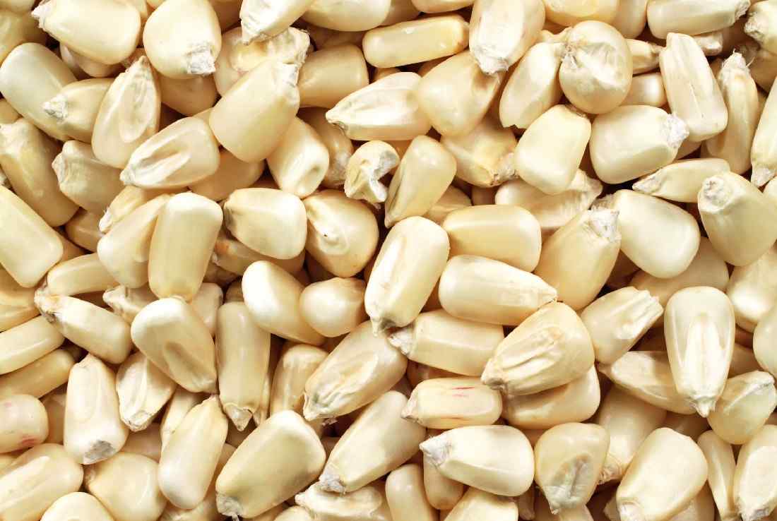 Maize Trade 2027 Q1